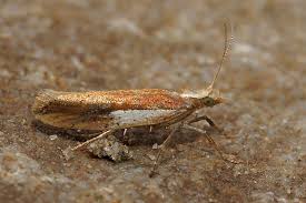 Attēlu rezultāti vaicājumam “Ypsolopha parenthesella”