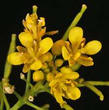 Attēlu rezultāti vaicājumam “Rorippa sylvestris flower”