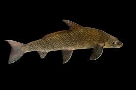 Image result for Cycleptus elongatus