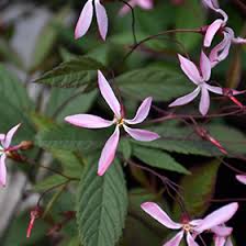 Attēlu rezultāti vaicājumam “Gillenia trifoliata”