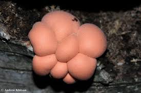 Attēlu rezultāti vaicājumam “Lycogala maculatum macro”