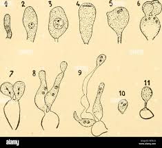 Attēlu rezultāti vaicājumam “Phleogena faginea sessile”