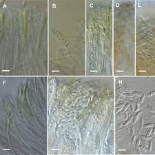 Attēlu rezultāti vaicājumam “Serpoleskea subtilis”