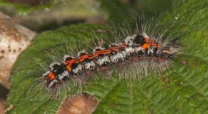 Attēlu rezultāti vaicājumam “Euproctis similis”