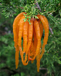 Attēlu rezultāti vaicājumam “Gymnosporangium cornutum”