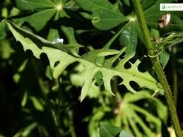Attēlu rezultāti vaicājumam “Crepis biennis leaf”