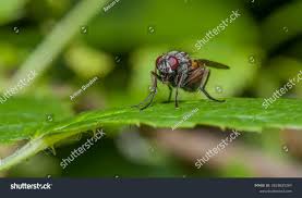 Attēlu rezultāti vaicājumam “Syrphus torvus”