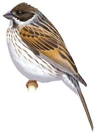 Attēlu rezultāti vaicājumam “Emberiza schoeniclus eggs”