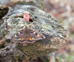 Attēlu rezultāti vaicājumam “Saturnia pavonia eggs”