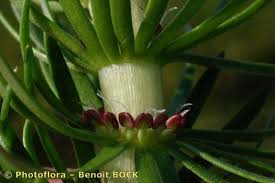Attēlu rezultāti vaicājumam “Hippuris vulgaris”