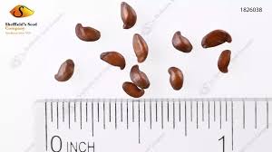 Attēlu rezultāti vaicājumam “Amelanchier spicata fruit”