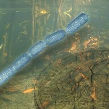 Attēlu rezultāti vaicājumam “Diderma testaceum macro”