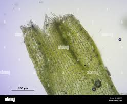 Attēlu rezultāti vaicājumam “Cephalozia bicuspidata”