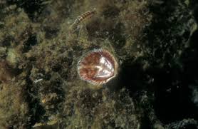 Attēlu rezultāti vaicājumam “Talitrus saltator”