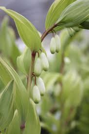 Attēlu rezultāti vaicājumam “Polygonatum odoratum flower”