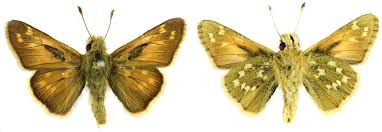 Attēlu rezultāti vaicājumam “Hesperia comma male”