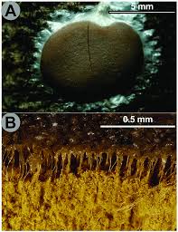 Attēlu rezultāti vaicājumam “Trichiaceae, Hemitrichiaceae, Arcyriaceae”