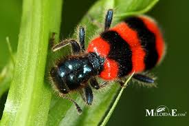 Attēlu rezultāti vaicājumam “Trichodes apiarius”