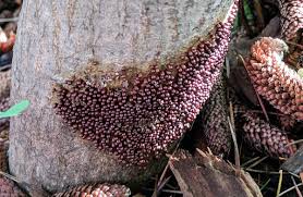 Attēlu rezultāti vaicājumam “Physarum psittacinum spores”