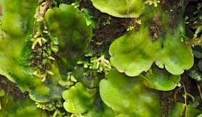 Attēlu rezultāti vaicājumam “Tritomaria exsectiformis cells”