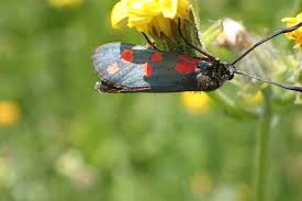 Attēlu rezultāti vaicājumam “Zygaenidae”