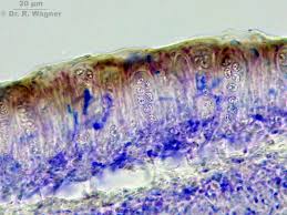 Attēlu rezultāti vaicājumam “Evernia divaricata”