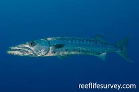 Image result for Sphyraena viridensis
