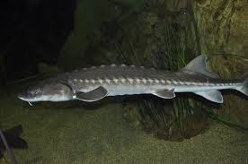 Image result for Acipenser transmontanus