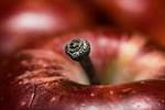 File:Apple Closeup.jpg - Wikimedia Commons