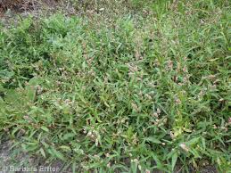 Attēlu rezultāti vaicājumam “Persicaria maculosa”