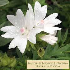 Image result for Malva moschata