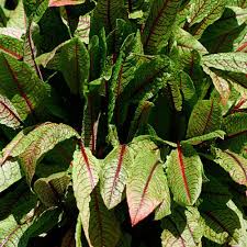 Image result for Rumex sanguineum