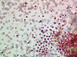 Attēlu rezultāti vaicājumam “Rhodophyta”