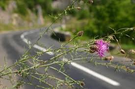 Attēlu rezultāti vaicājumam “Centaurea stoebe bud”