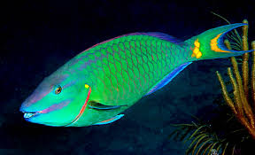 Image result for Sparisoma rubripinne