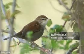 Image result for Cettia cetti