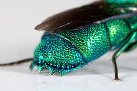 Attēlu rezultāti vaicājumam “Chrysididae”