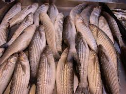 Image result for Liza aurata