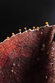 Attēlu rezultāti vaicājumam “Physarum murinum”