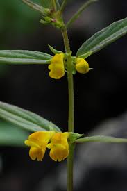 Attēlu rezultāti vaicājumam “Melampyrum sylvaticum”