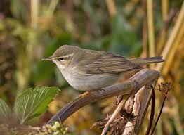 Image result for Phylloscopus borealis