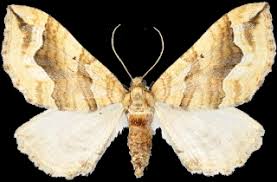 Attēlu rezultāti vaicājumam “Pelurga comitata”