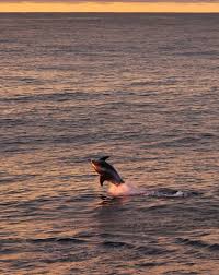 Image result for Lagenorhynchus albirostris