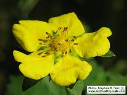Attēlu rezultāti vaicājumam “Potentilla reptans bud”