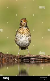 Attēlu rezultāti vaicājumam “Turdus philomelos juvenile”