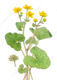 Attēlu rezultāti vaicājumam “Caltha palustris”