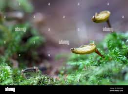 Attēlu rezultāti vaicājumam “Schistidium apocarpum young”