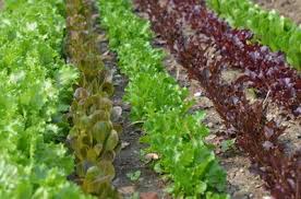 Image result for Pflücksalat