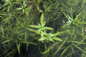 Attēlu rezultāti vaicājumam “Callitriche cophocarpa”