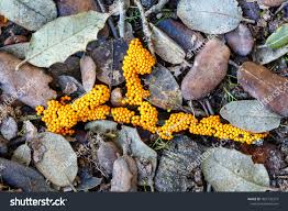 Attēlu rezultāti vaicājumam “Leocarpus fragilis spores”